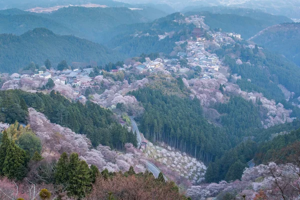 Ёсинояма Сакура Вишневые Деревья Цветут — стоковое фото