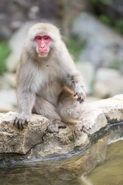日本长野自然温泉猴沐浴 — 图库照片