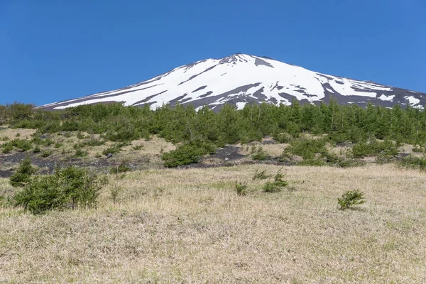 Fuji Üst Kar Doğal Eğlence Orman Bahar Sezonu Ile — Stok fotoğraf