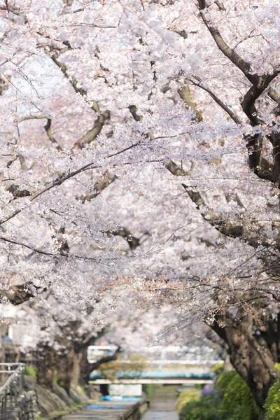 Японские Сакуры Цветут Весной Лицензионные Стоковые Фото