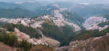 Yoshinoyama sakura kiraz ağaçları çiçek, Mount Yoshino Nara Prefecture