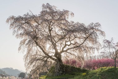 Uda city, Nara ili Hongo bölgede Matabei sakura ağacı dikti