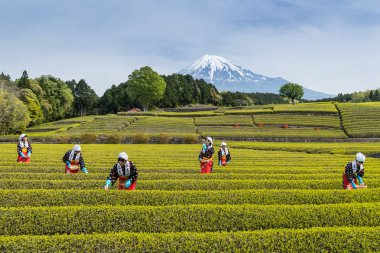 Shizuoka, Japonya - 3 Mayıs 2017: Geleneksel çay kostümleri çekme sezonun ilk çay yaprakları çay bahçesi toplama kadınlarda.
