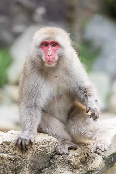 Albino Rhesus Macaque, Ko Samui, 2009 Stock Photo - Alamy