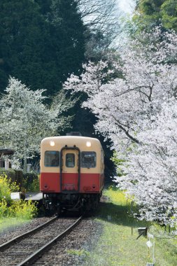 Kominato Tetsudo tren ve Sakura kiraz çiçeği bahar sezonu, Chiba ili, Japonya