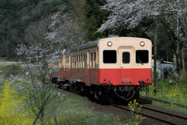 Kominato Tetsudo Train and Sakura cherry blossom in spring season, Chiba Prefecture, Japan clipart