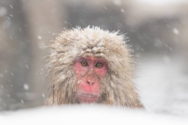 kar Jigokudani maymun Park Nagano, Japonya arasında doğal sıcak bahar banyo maymun