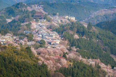 Yoshinoyama sakura kiraz ağaçları çiçek, Mount Yoshino Nara Prefecture