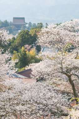 Yoshinoyama sakura kiraz ağaçları çiçek, Mount Yoshino Nara Prefecture
