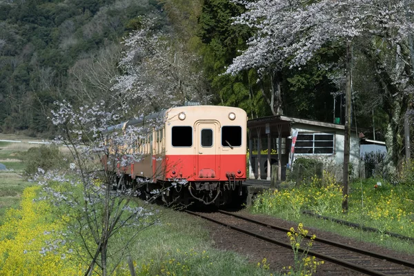 Tren Kominato Tetsudo Flor Cerezo Sakura Primavera Prefectura Chiba Japón — Foto de Stock