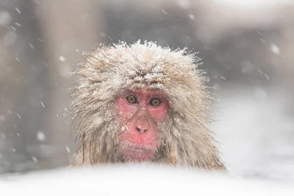 kar Jigokudani maymun Park Nagano, Japonya arasında doğal sıcak bahar banyo maymun