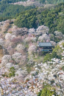 Yoshinoyama sakura kiraz ağaçları çiçek, Mount Yoshino Nara Prefecture