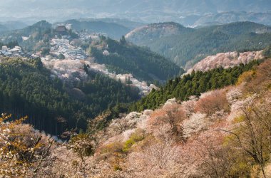 Yoshinoyama sakura kiraz ağaçları çiçek, Mount Yoshino Nara Prefecture