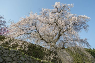 Uda city, Nara ili Hongo bölgede Matabei sakura ağacı dikti