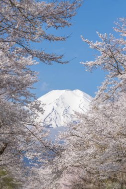 Sakura ağaçlar ve dağ Fuji bahar sezonu Oshino Hakkai
