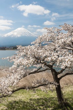 Sakura kiraz çiçeği ve Mount Fuji bahar mevsimi, gölde Kawaguchiko, Japonya  