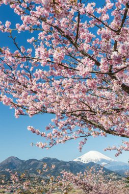 Japon Sakura kiraz çiçeği ve dağ Fuji bahar sezonu