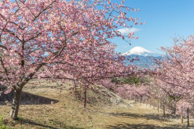 Japon Sakura kiraz çiçeği ve dağ Fuji bahar sezonu