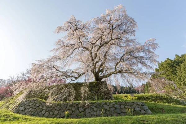 Uda city, Nara ili Hongo bölgede Matabei sakura ağacı dikti