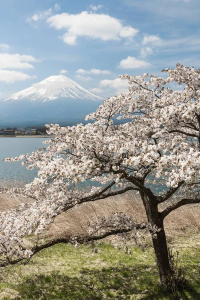 日本春季河口湖樱花樱桃花和富士山 — 图库照片