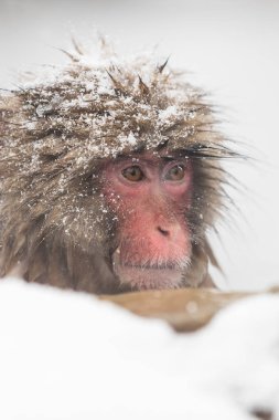 kar Jigokudani maymun Park Nagano, Japonya arasında doğal sıcak bahar banyo maymun