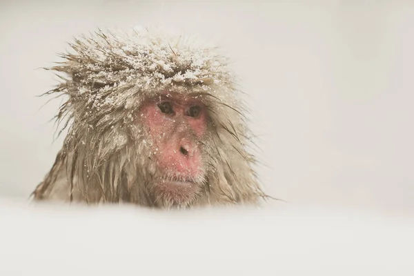 Banho Macaco Fonte Termal Natural Entre Neve Jigokudani Monkey Park — Fotografia de Stock