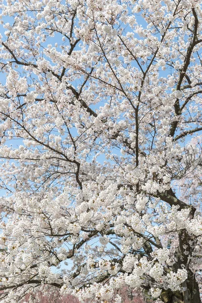 Japon Sakura kiraz çiçeği bahar sezonu