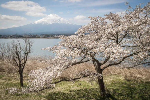 Sakura Kiraz Çiçeği Dağ Fuji Bahar Mevsimi Gölde Kawaguchiko Japonya — Stok fotoğraf