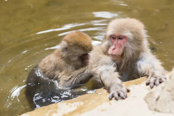 日本长野地狱谷猴公园自然温泉的猴子沐浴 — 图库照片