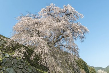 Uda city, Nara ili Hongo bölgede Matabei sakura ağacı dikti