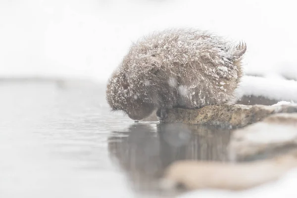 Jigokudani Monkey Park Monkeys Bathing Natural Hot Spring Nagano Japan — Stock Photo, Image