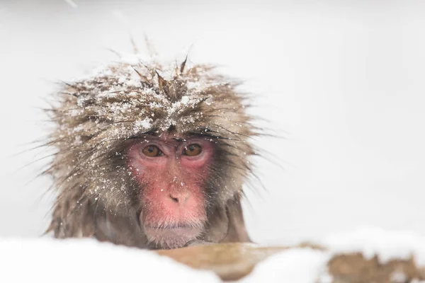 Jigokudani Monkey Park Macacos Banhando Fontes Termais Naturais Nagano Japão — Fotografia de Stock