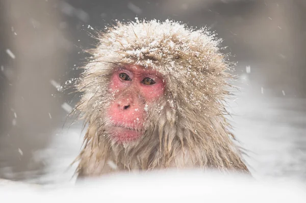 Jigokudani Monkey Park Macacos Banhando Fontes Termais Naturais Nagano Japão — Fotografia de Stock