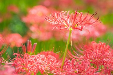Kırmızı örümcek zambak sonbahar çiçek bahçesinde görünümünü portre