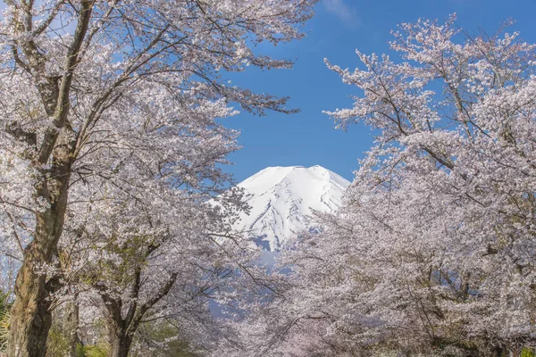 Drzewa Sakury Góry Fuji Oshino Hakkai Sezonie Wiosennym — Zdjęcie stockowe