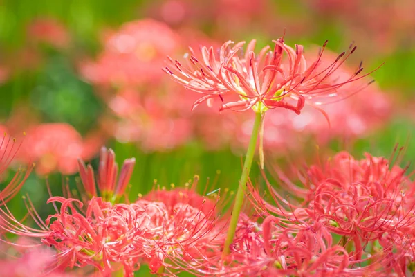 Kırmızı örümcek zambak sonbahar çiçek bahçesinde görünümünü portre