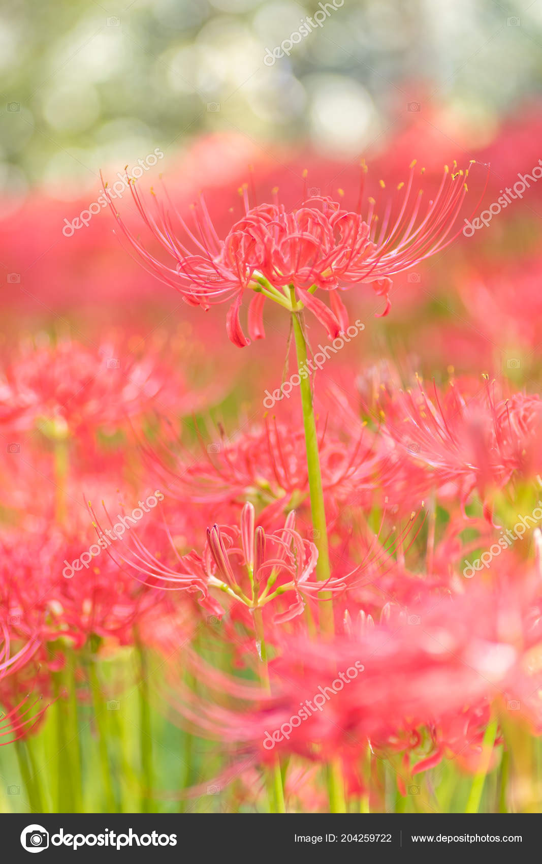 ᐈ Lily Plant Stock Pictures Royalty Free Spider Lily Images Download On Depositphotos