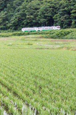 Pirinç alan ve yaz sezonu Tadami demiryolu hattı olarak Fukushima ili.