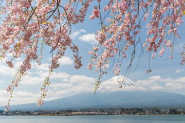 Sakura kiraz çiçeği ve Kawaguchiko Gölü, Mt. Fuji Japonya bahar sezonunda