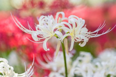 Kırmızı örümcek zambak sonbahar çiçek bahçesinde görünümünü portre