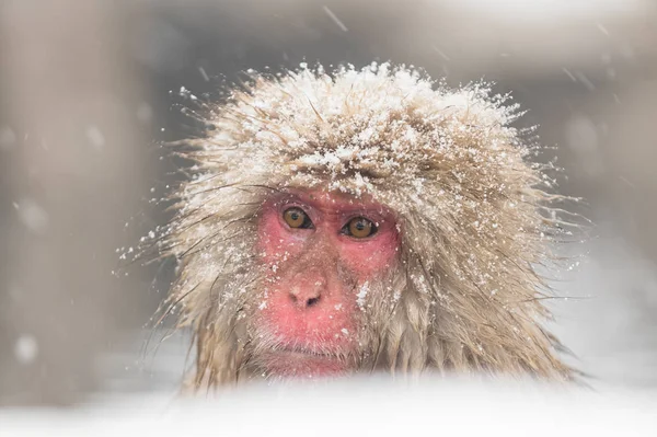 Jigokudani Monkey Park Macacos Banhando Fontes Termais Naturais Nagano Japão — Fotografia de Stock