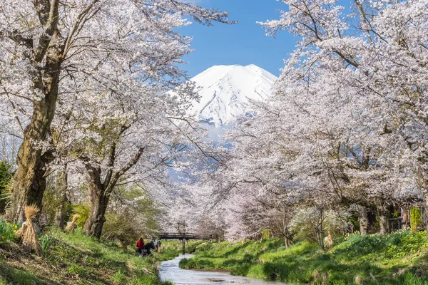 Sakury Hory Fuji Oshino Hakkaie Jarní Sezóně — Stock fotografie