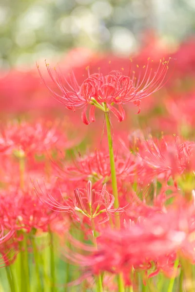 Close Beeld Van Red Spider Lelies Herfst Bloemen Tuin — Stockfoto
