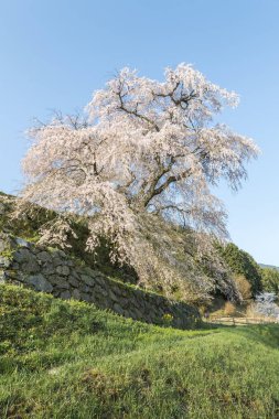 Uda city, Nara ili Hongo bölgede Matabei sakura, sevgili dev draping kiraz ağacı dikti. 