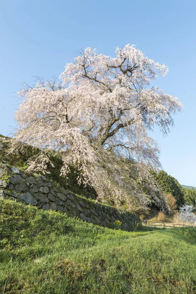 Matabei Sakura Beloved Giant Draping Cherry Tree Planted Hongo Area — Stock Photo, Image