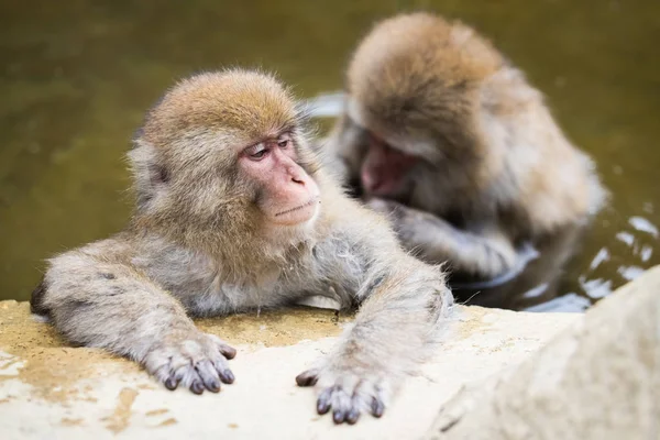 谷猴公园 猴子沐浴在自然温泉在长野 — 图库照片