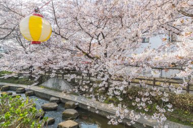Japon Sakura kiraz çiçeği bahar sezonu küçük kanal