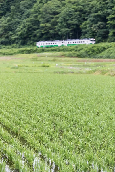 Pirinç alan ve yaz sezonu Tadami demiryolu hattı olarak Fukushima ili