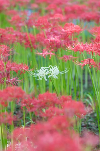 Close up of red spider lily flowers in autumn season