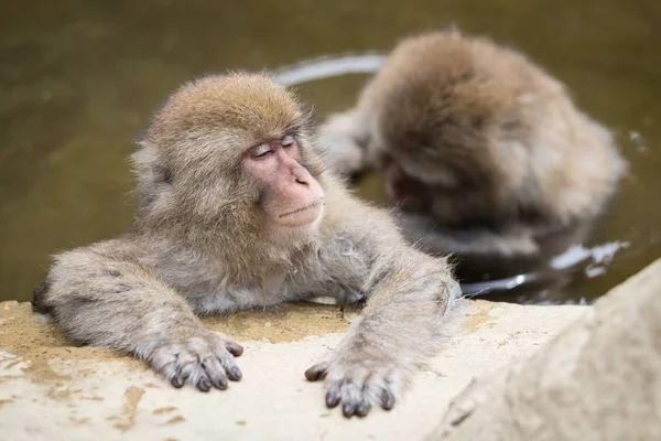 日本长野自然温泉中的猴子沐浴 — 图库照片